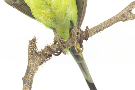 Budgie, close view of feet