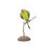 Budgie, front view
