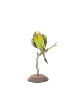 Budgie, front view