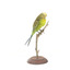 Budgie, right view