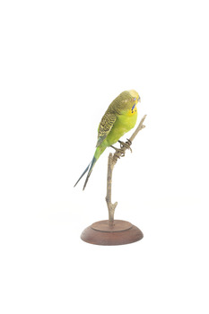 Budgie, right view