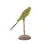 Budgie, back right view
