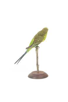 Budgie, back right view