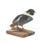 Taxidermy specimen of a Rufous-bellied Kookaburra (female) stylized on a wooden mount