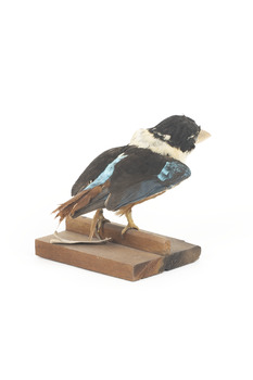 Taxidermy specimen of a Rufous-bellied Kookaburra (female) stylized on a wooden mount