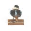 Taxidermy specimen of a Rufous-bellied Kookaburra (female) stylized on a wooden mount
