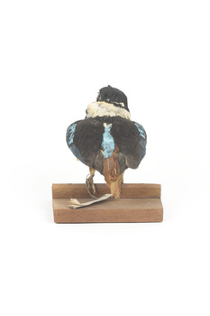 Taxidermy specimen of a Rufous-bellied Kookaburra (female) stylized on a wooden mount