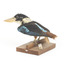 Taxidermy specimen of a Rufous-bellied Kookaburra (female) stylized on a wooden mount