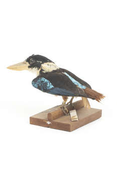 Taxidermy specimen of a Rufous-bellied Kookaburra (female) stylized on a wooden mount