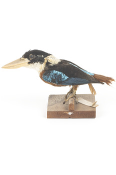 Taxidermy specimen of a Rufous-bellied Kookaburra (female) stylized on a wooden mount