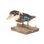 Taxidermy specimen of a Rufous-bellied Kookaburra (female) stylized on a wooden mount