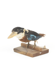 Taxidermy specimen of a Rufous-bellied Kookaburra (female) stylized on a wooden mount