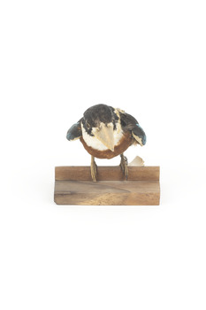 Taxidermy specimen of a Rufous-bellied Kookaburra (female) stylized on a wooden mount