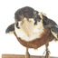Taxidermy specimen of a Rufous-bellied Kookaburra (female) stylized on a wooden mount