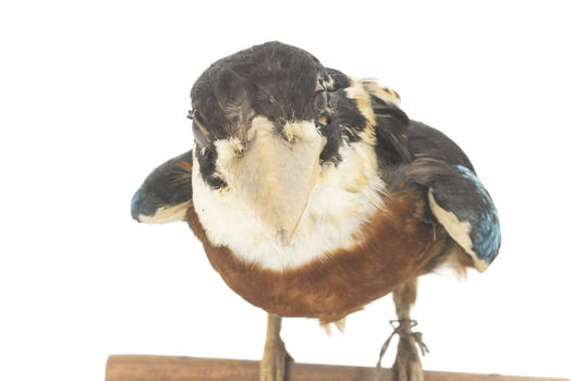 Taxidermy specimen of a Rufous-bellied Kookaburra (female) stylized on a wooden mount