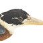 Taxidermy specimen of a Rufous-bellied Kookaburra (female) stylized on a wooden mount