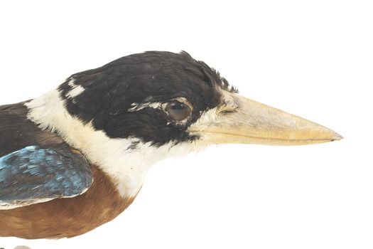 Taxidermy specimen of a Rufous-bellied Kookaburra (female) stylized on a wooden mount