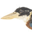 Taxidermy specimen of a Rufous-bellied Kookaburra (female) stylized on a wooden mount