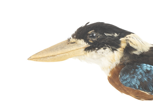 Taxidermy specimen of a Rufous-bellied Kookaburra (female) stylized on a wooden mount
