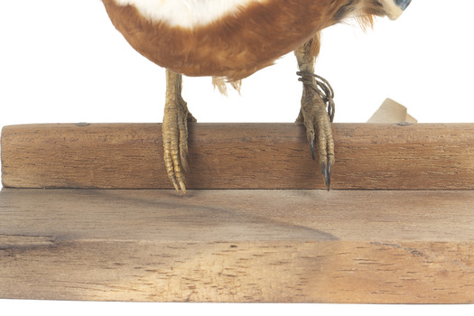 Taxidermy specimen of a Rufous-bellied Kookaburra (female) stylized on a wooden mount