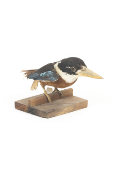Taxidermy specimen of a Rufous-bellied Kookaburra (female) stylized on a wooden mount