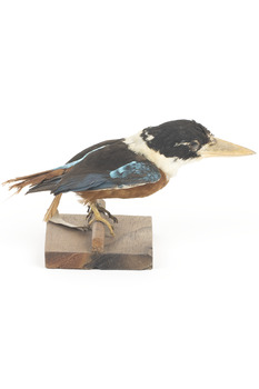 Taxidermy specimen of a Rufous-bellied Kookaburra (female) stylized on a wooden mount