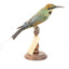 Rainbow Bee-Eater right view. Shows identification tag attached to right leg.