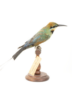 Rainbow Bee-Eater right view. Shows identification tag attached to right leg.