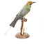 Rainbow Bee-Eater back right view