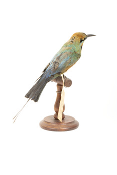 Rainbow Bee-Eater back right view