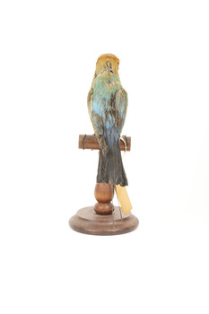 Rainbow Bee-Eater back view