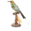 Rainbow Bee-Eater back left view.
