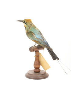 Rainbow Bee-Eater back left view.