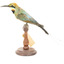 Rainbow Bee-Eater left view