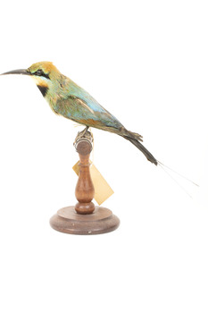 Rainbow Bee-Eater left view