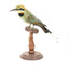 Rainbow Bee-Eater front left