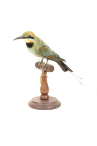 Rainbow Bee-Eater front left