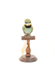 Rainbow Bee-Eater front view