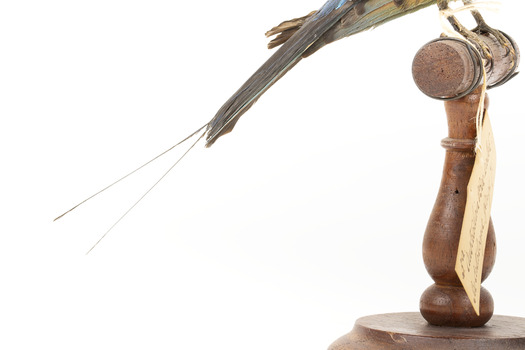 Rainbow Bee-eater tail view