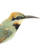 Rainbow Bee-Eater, close right view