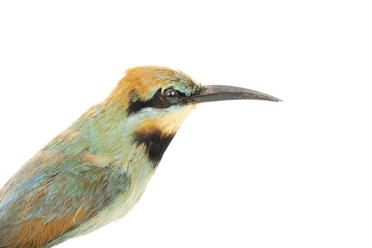 Rainbow Bee-Eater, close right view