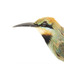 Rainbow Bee-Eater, close left view