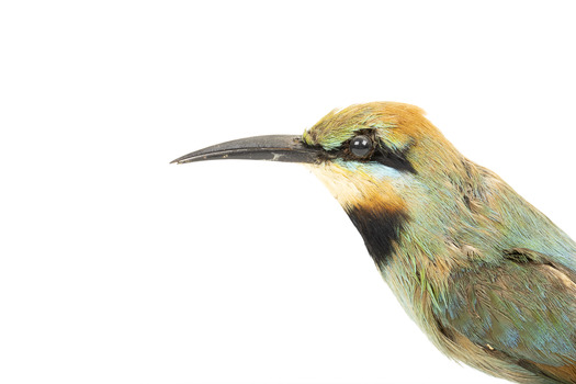 Rainbow Bee-Eater, close left view