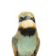 Rainbow Bee Eater close front view