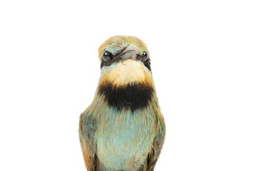 Rainbow Bee Eater close front view