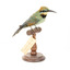Rainbow Bee Eater front right view