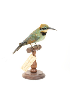 Rainbow Bee Eater front right view