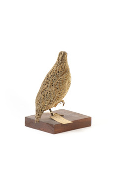 The Brown Quail is a small, plump ground-dwelling bird. It is variable in colour, ranging from red brown to grey brown with fine white streaks and black barring above, and chestnut brown below. The eye is red to yellow, the bill black and the legs and feet orange-yellow. In Tasmania, this species is called the Swamp Quail and tends to be larger and darker than mainland birds, with a pale yellow eye. Female Brown Quails are larger and may be more heavily marked with black and paler below than males. Young birds are like adult females, with less distinct markings and a dark brown eye. Quails rarely fly, preferring to hide unless an intruder flushes them; then they fly low to the ground, with a rapid whirring flight.