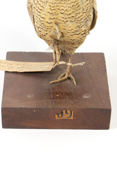 The Brown Quail is a small, plump ground-dwelling bird. It is variable in colour, ranging from red brown to grey brown with fine white streaks and black barring above, and chestnut brown below. The eye is red to yellow, the bill black and the legs and feet orange-yellow. In Tasmania, this species is called the Swamp Quail and tends to be larger and darker than mainland birds, with a pale yellow eye. Female Brown Quails are larger and may be more heavily marked with black and paler below than males. Young birds are like adult females, with less distinct markings and a dark brown eye. Quails rarely fly, preferring to hide unless an intruder flushes them; then they fly low to the ground, with a rapid whirring flight.