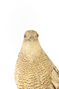 The Brown Quail is a small, plump ground-dwelling bird. It is variable in colour, ranging from red brown to grey brown with fine white streaks and black barring above, and chestnut brown below. The eye is red to yellow, the bill black and the legs and feet orange-yellow. In Tasmania, this species is called the Swamp Quail and tends to be larger and darker than mainland birds, with a pale yellow eye. Female Brown Quails are larger and may be more heavily marked with black and paler below than males. Young birds are like adult females, with less distinct markings and a dark brown eye. Quails rarely fly, preferring to hide unless an intruder flushes them; then they fly low to the ground, with a rapid whirring flight.